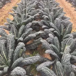 Compra COL KALE MAMBA F1 (2.500 Semillas) en la tienda online Fito Agrícola