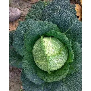 Compra COL MEDIOLANUM F1 (2.500 Semillas). en la tienda online Fito Agrícola