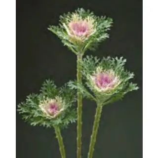 Compra COL ORNAMENTAL CRANE F1 FEATHER KING Pildorada (1000 Semillas). en la tienda online Fito Agrícola