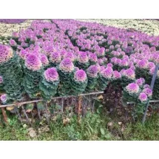 Compra COL ORNAMENTAL CRANE F1 RUFFLE ROSA Pildorada (1000 Semillas). en la tienda online Fito Agrícola