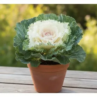 Compra COL ORNAMENTAL ONDULADA BLANCA (144 Plantas). en la tienda online Fito Agrícola