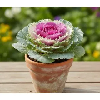 Compra COL ORNAMENTAL ONDULADA ROJA (144 Plantas). en la tienda online Fito Agrícola