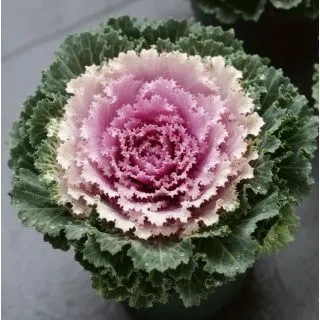 Compra COL ORNAMENTAL ONDULADA ROSA (144 Plantas). en la tienda online Fito Agrícola