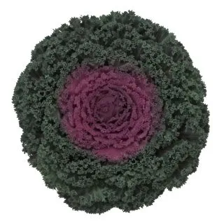 Compra COL ORNAMENTAL RIZADA ROJA (144 Plantas). en la tienda online Fito Agrícola