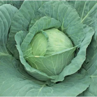 Compra COL NEW MIDORIMARU F1 (2.500 Semillas) en la tienda online Fito Agrícola