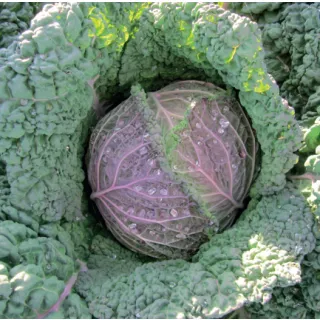 Compra COL VIOLACEO DI VERONA (2.500 Semillas) en la tienda online Fito Agrícola