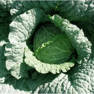 Compra COL SAVOSTAR F1 (1000 Semillas). en la tienda online Fito Agrícola