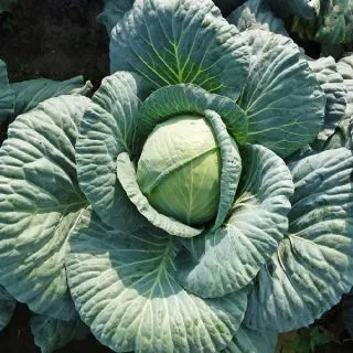 Compra COL SV3336BJ F-1 (2.500 Semillas) en la tienda online Fito Agrícola