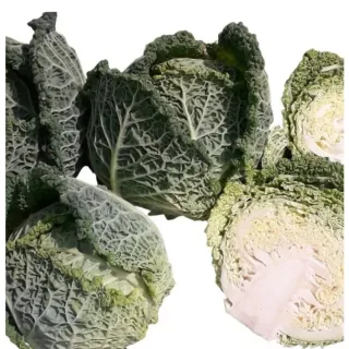 Compra COL VANGUARD F1 (10.000 Semillas) en la tienda online Fito Agrícola