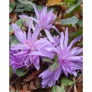 Compra COLCHICUM WATERLILY (10 Unid.). en la tienda online Fito Agrícola