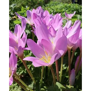 Compra COLCHICUM AUTUMNALE (10 Unid.). en la tienda online Fito Agrícola
