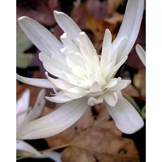 Compra COLCHICUM AUTUMNALE ALBOPLENUM (10 Unid.). en la tienda online Fito Agrícola