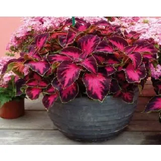 Compra COLEO PREMIO SUN CHOCOLATE COVERD CHERRY (1000 Semillas). en la tienda online Fito Agrícola