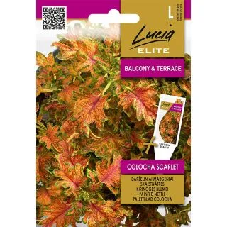 Compra COLEOS BLUMEI COLOCHA ESCARLATA (25 Semillas). en la tienda online Fito Agrícola