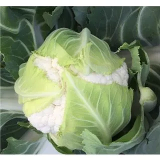 Compra COLIFLOR FREEDOM F1 (5.000 Semillas) en la tienda online Fito Agrícola