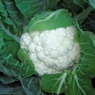 Compra COLIFLOR KORLANU (2.500 Semillas). en la tienda online Fito Agrícola