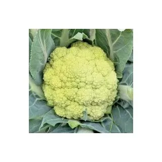 Compra COLIFLOR MIRIN F1 (500 Semillas) en la tienda online Fito Agrícola