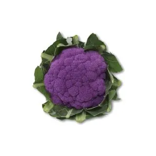 Compra COLIFLOR PURPURINA F-1 (2.500 Semillas) en la tienda online Fito Agrícola