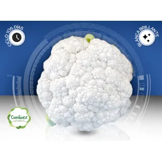 Compra COLIFLOR SUERTEX F1 (5.000 Semillas) en la tienda online Fito Agrícola