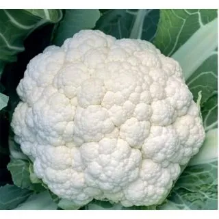 Compra COLIFLOR TRIX F1 Calibrada (2.500 Semillas) en la tienda online Fito Agrícola