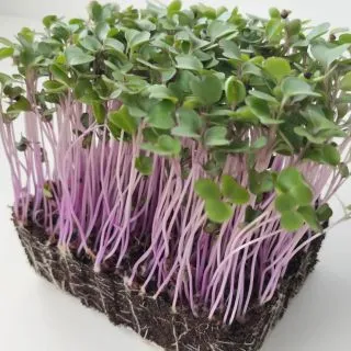 Compra COLIRRÁBANO ROSA MICROGREENS (500 gr.) en la tienda online Fito Agrícola