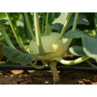 Compra COLIRRÁBANO PODIA ECOLÓGICO F1 (5.000 Semillas) en la tienda online Fito Agrícola