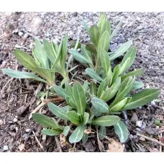 Compra COLLEJAS BABY LEAF (1 Kgr.). en la tienda online Fito Agrícola