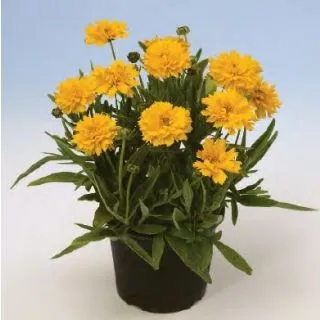 Compra COREOPSIS EARLY SUNRISE (1000 Semillas). en la tienda online Fito Agrícola