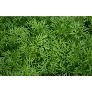 Compra CILANTRO CONFETTI Sin Tratar (1.000.000 Semillas) en la tienda online Fito Agrícola