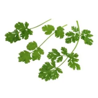 Compra CILANTRO FLAMENCO (1 Kgr.) en la tienda online Fito Agrícola