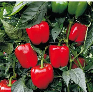 Compra PIMIENTO COROZAL F1 (1000 Semillas) en la tienda online Fito Agrícola