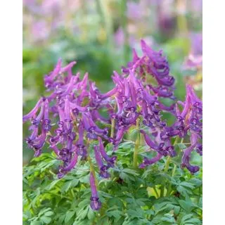 Compra CORYDALIS CAVA (50 Unid.). en la tienda online Fito Agrícola