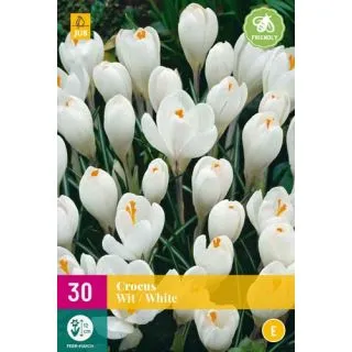 Compra CROCUS BLANCOS XXL en la tienda online Fito Agrícola