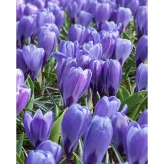Compra CROCUS BLUE OCEAN (100 Unid.). en la tienda online Fito Agrícola