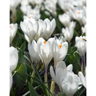 Compra CROCUS JEANNE D´ARC (100 Unid.). en la tienda online Fito Agrícola