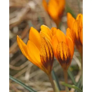 Compra CROCUS ORANGE MONARCH (100 Unid.). en la tienda online Fito Agrícola