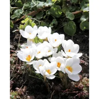 Compra CROCUS ARD SCHENK (100 Unid.). en la tienda online Fito Agrícola