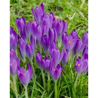 Compra CROCUS BARR'S PURPLE (100 Unid.). en la tienda online Fito Agrícola