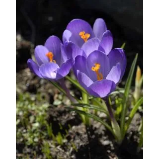 Compra CROCUS TOMMASINIANUS (100 Unid.). en la tienda online Fito Agrícola