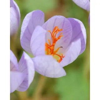 Compra CROCUS SPECIOSUS CONQUEROR (100 Unid.). en la tienda online Fito Agrícola