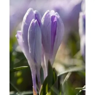 Compra CROCUS VANGUARD en la tienda online Fito Agrícola