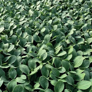 Compra CALABAZA RS 841 (10.000 Semillas). en la tienda online Fito Agrícola