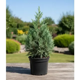 Compra CIPRÉS ARIZONICA en la tienda online Fito Agrícola