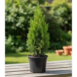 Compra CIPRÉS LEYLANDI en la tienda online Fito Agrícola