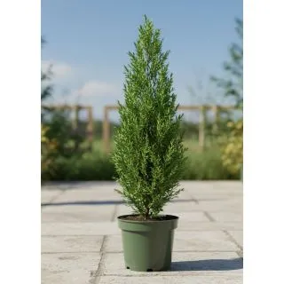 Compra CIPRÉS PYRAMIDALIS en la tienda online Fito Agrícola