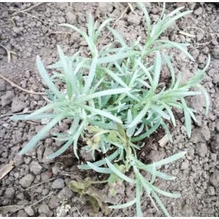 Compra CURRY ECOLÓGICO ME11 en la tienda online Fito Agrícola