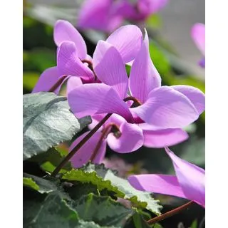 Compra CYCLAMEN CILICIUM (25 Unid.). en la tienda online Fito Agrícola
