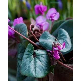 Compra CYCLAMEN COUM HYBRIDO (25 Unid.). en la tienda online Fito Agrícola