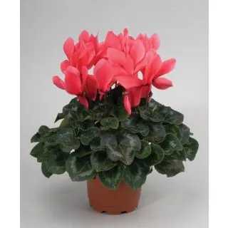 Compra CYCLAMEN RAINIER DEEP SALMON (1000 Semillas). en la tienda online Fito Agrícola