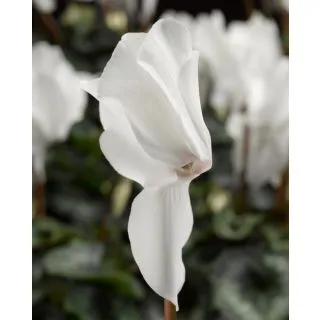 Compra CYCLAMEN RAINIER WHITE SOUTH (1000 Semillas). en la tienda online Fito Agrícola